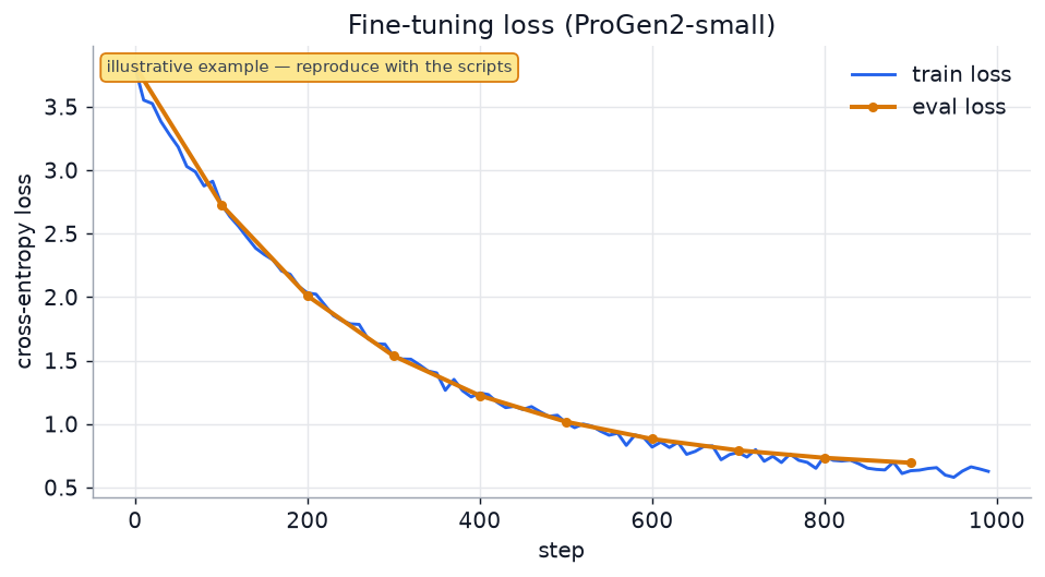 Training loss curve